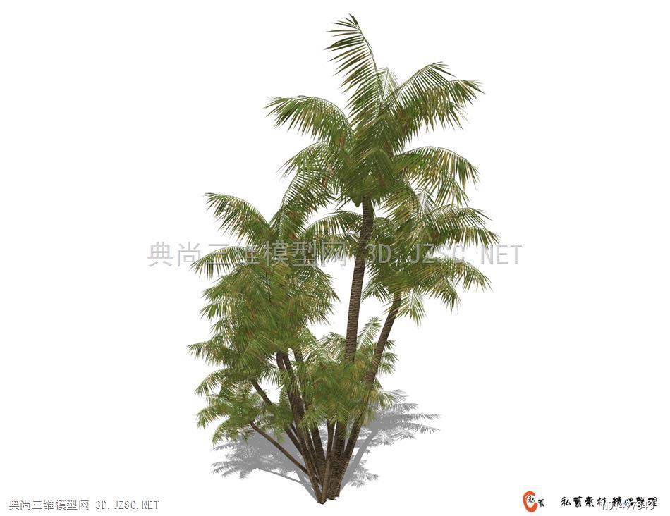 SU棕榈类植物 (64)