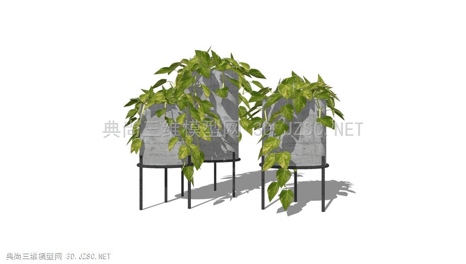 悬垂绿萝植物 (11)