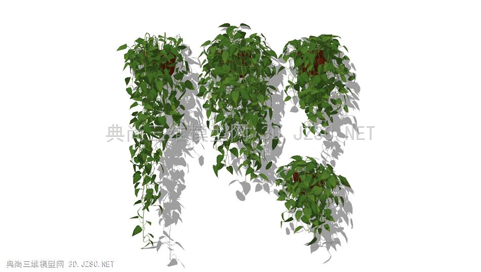 悬垂绿萝植物 (3)