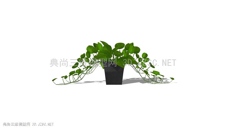 悬垂绿萝植物 (5)