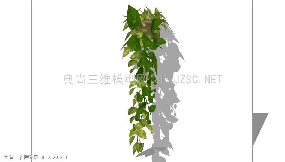悬垂绿萝植物 (4)