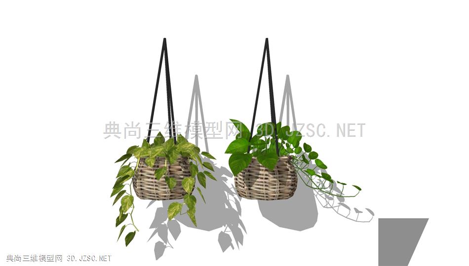 悬垂绿萝植物 (9)