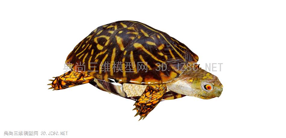 乌龟  动物模型   3D乌龟模型