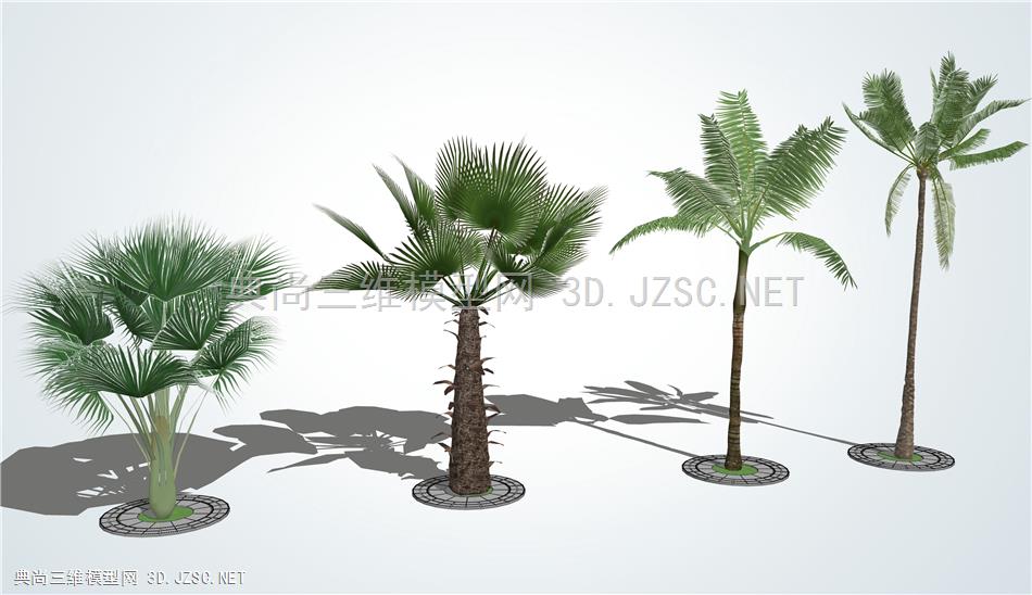 现代景观树棕榈