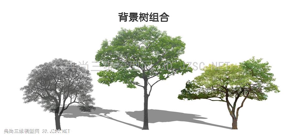 现代植物乔木 大树 造型树 背景树