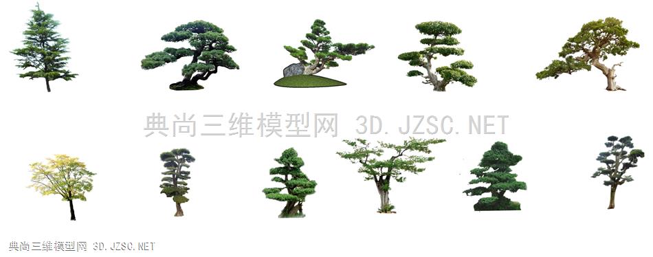 景观树  造型树
