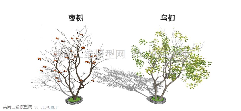现代3d造型树景观树大乔植物 枣树 乌桕