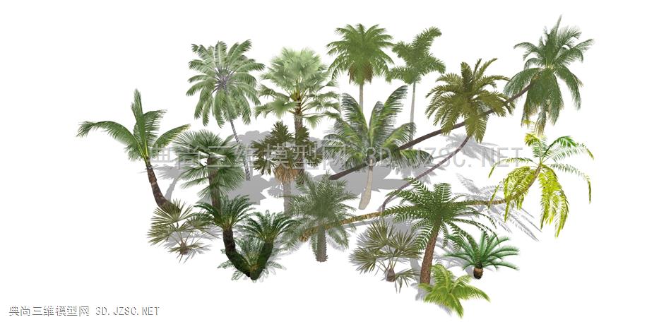现代棕榈树 椰树 热带植物 大王椰子 散尾葵