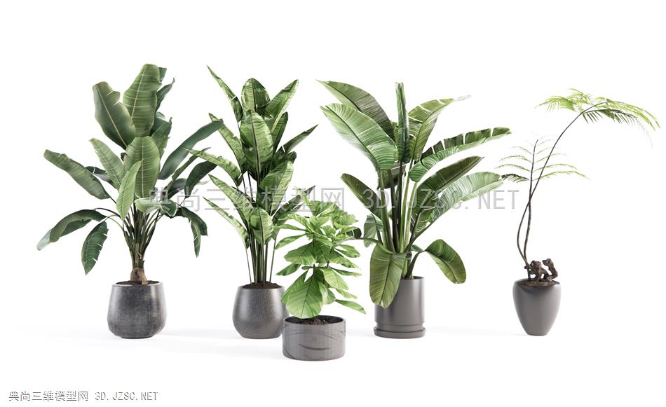 现代植物盆栽 芭蕉 蕨类植物