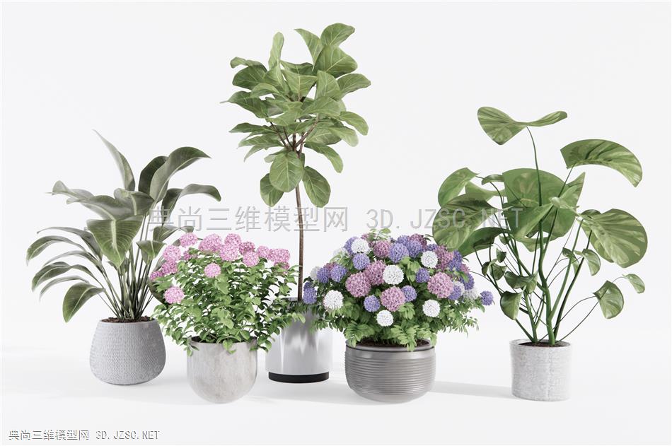 现代花卉植物盆栽 阳台植物1