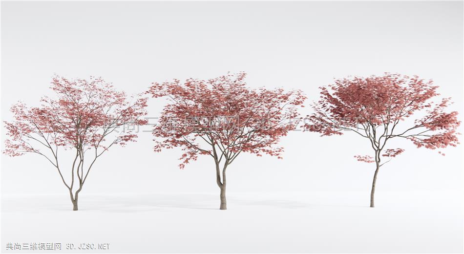 日式红枫 景观树 枫叶1