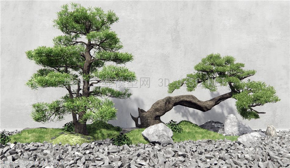 新中式松树 迎客松景观树 枯山石庭院1