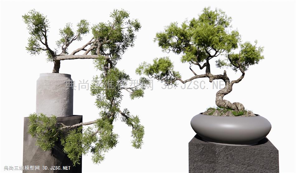 新中式植物盆栽 松树盆景1