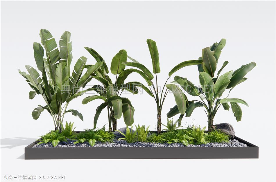 现代芭蕉植物 热带植物 绿植 花草 肾蕨 植物组合1