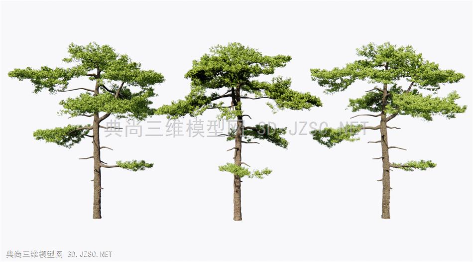 新中式迎客松 景观树 松树 庭院造景树1