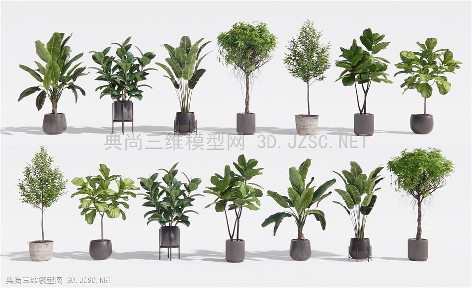 现代植物盆栽组合 绿植盆栽 阳台植物 室内植物