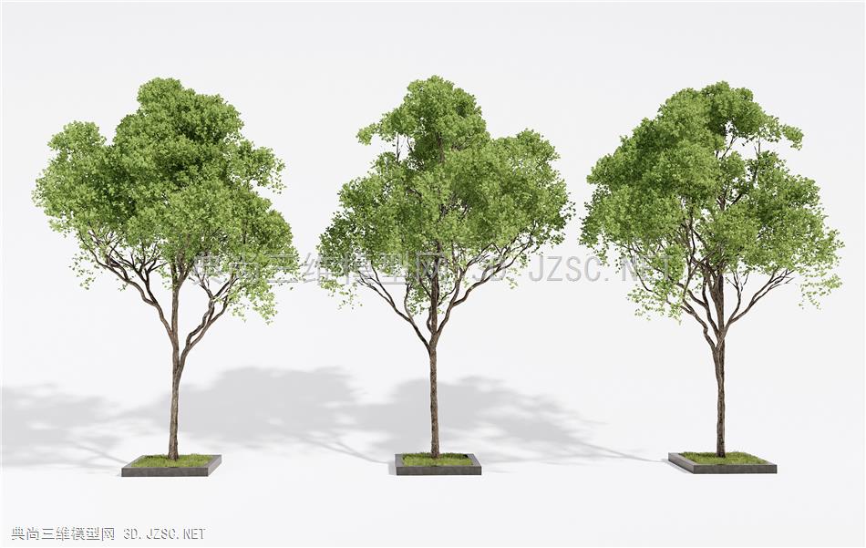 现代景观树 乔木 庭院专用造景树 行道树1