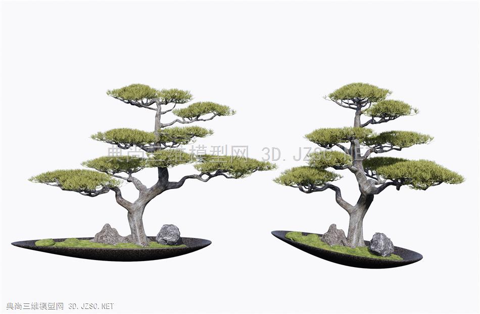 新中式松树盆栽 盆景 松树2