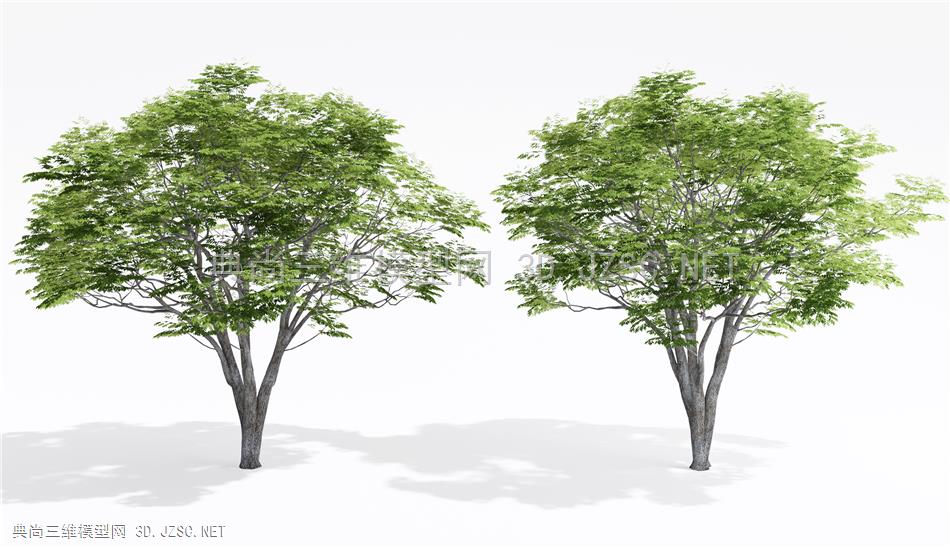 现代景观树 乔木 专用造景树 树木1