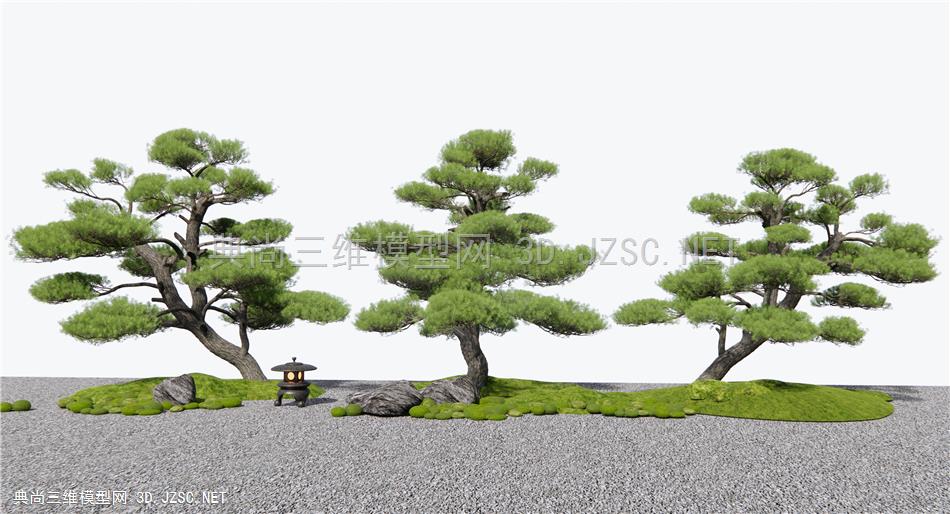 新中式罗汉松 松树 造景树1
