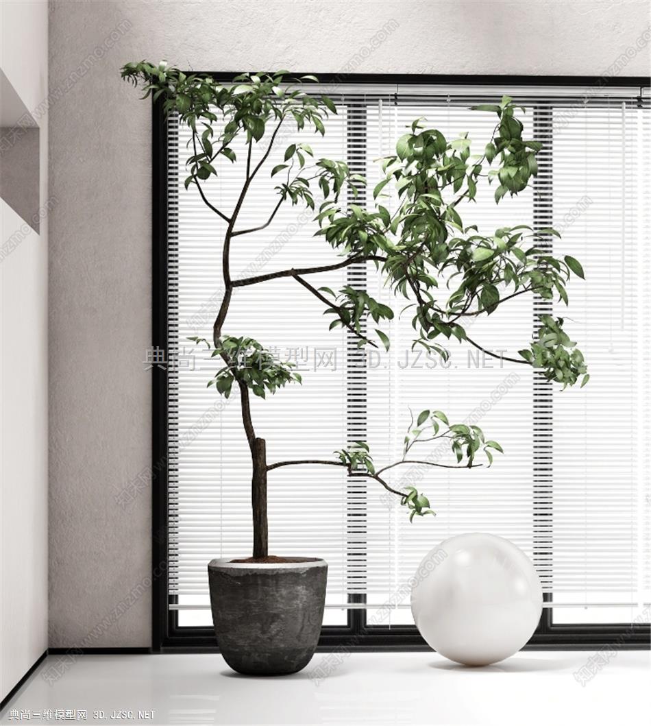 植物盆栽，月球摆件，造型植物，室内植物54