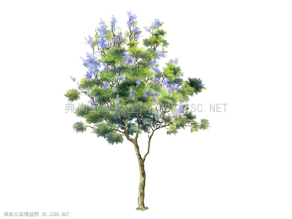 蓝花楹植物